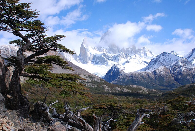 Lenga forest and snowy peaks near El Chaltén, Patagonia